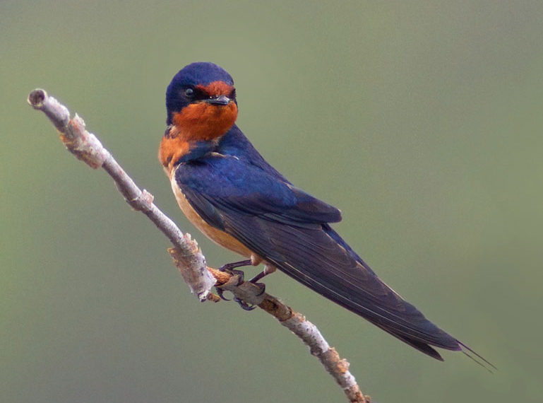 Is 400mm enough for bird photography?