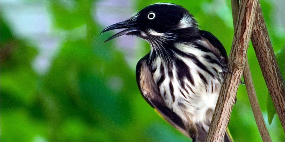 Is 55 250mm lens good for portraits?