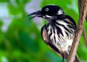 Is 55 250mm lens good for portraits?