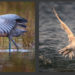 Is it better to crop or use a teleconverter?