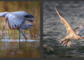 Is it better to crop or use a teleconverter?