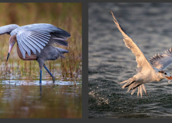 Is it better to crop or use a teleconverter?