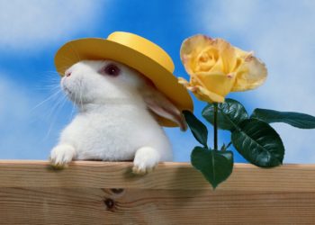 What are the different sizes of pictures?