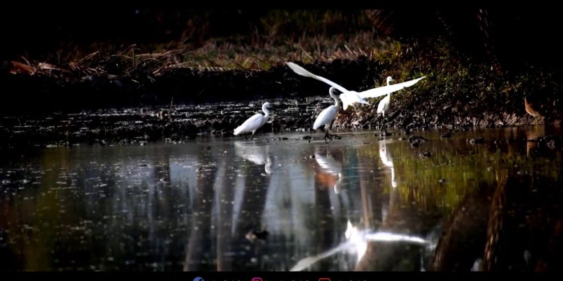 What can I shoot with a 70-300mm lens?