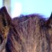What causes purple fringing?