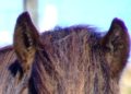 What causes purple fringing?