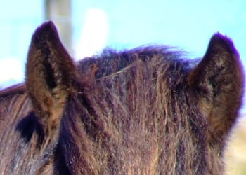 What causes purple fringing?