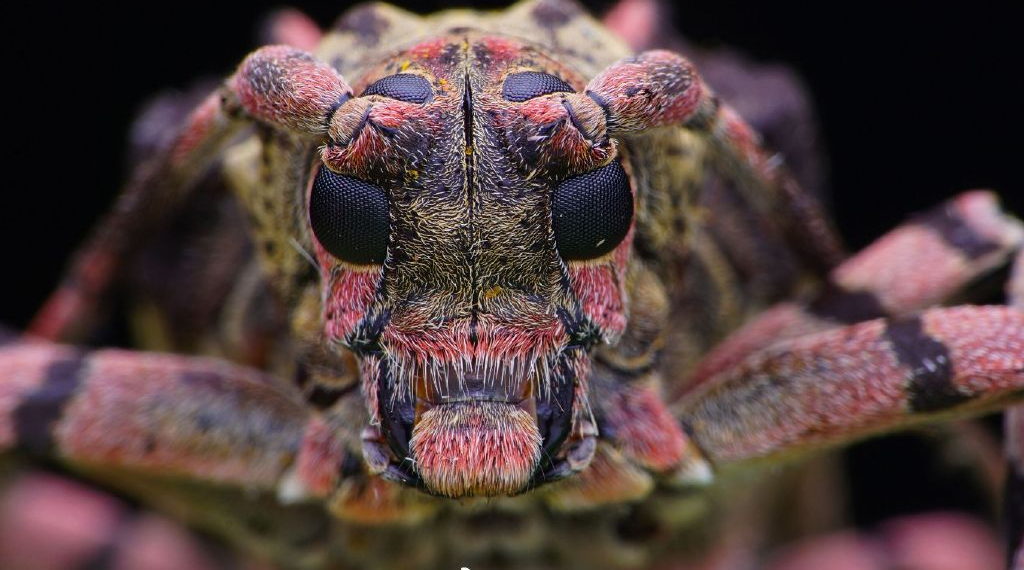 What is 100mm macro lens used for?