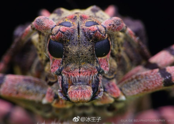 What is 100mm macro lens used for?