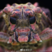 What is 100mm macro lens used for?