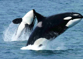 What is the most deadliest whale?