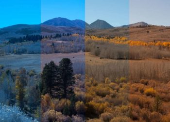 What is the purpose of white balance?