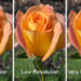 What is web size vs high resolution?
