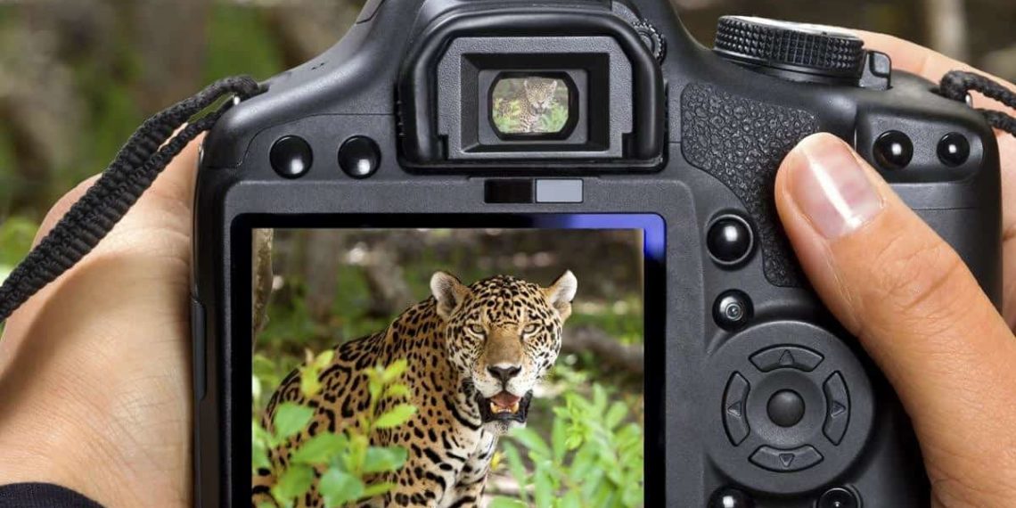 Which is the best camera for wildlife photography? - Big Photography