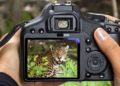 Which is the best camera for wildlife photography?