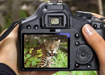 Which is the best camera for wildlife photography?