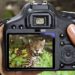 Which is the best camera for wildlife photography?