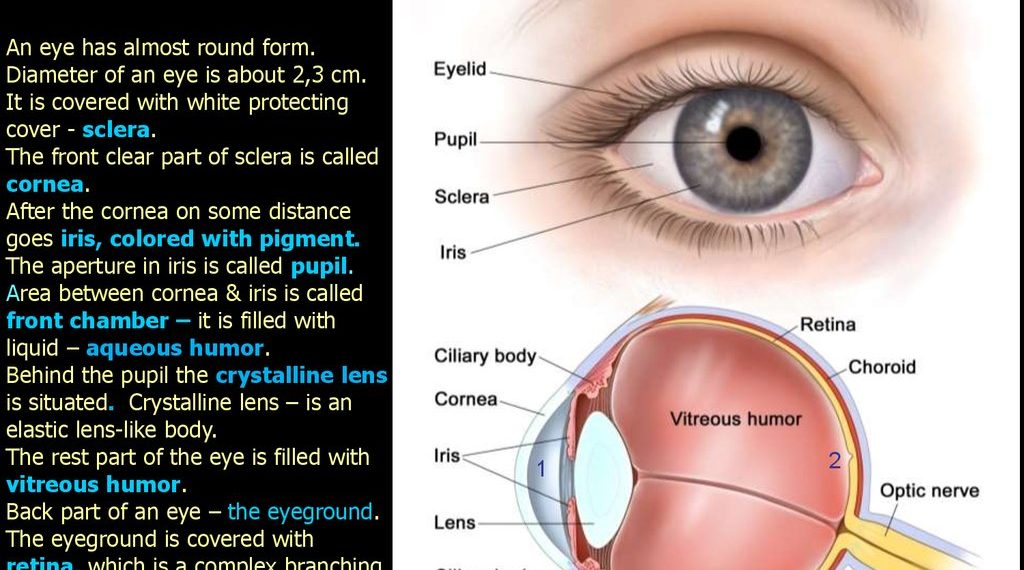 Which lens is closest to the eye?