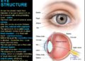Which lens is closest to the eye?