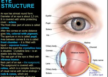 Which lens is closest to the eye?