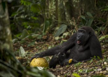 Who is the No 1 wildlife photographer?