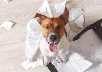 Why does my printer keep eating my paper?